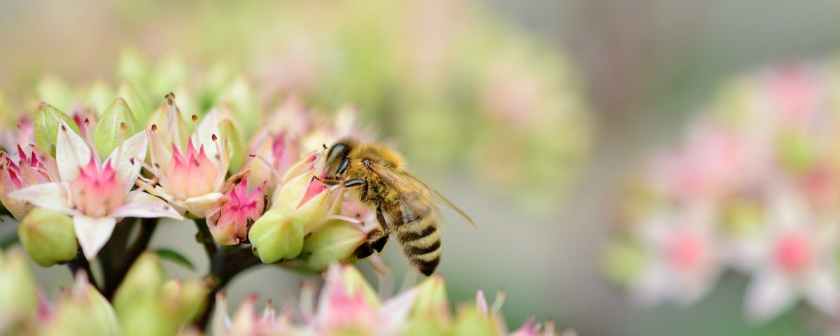 pszczoły ZRRT